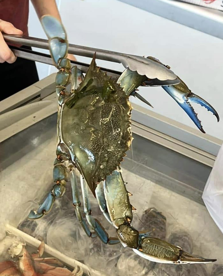 Live blue crabs for sale at Clermont market