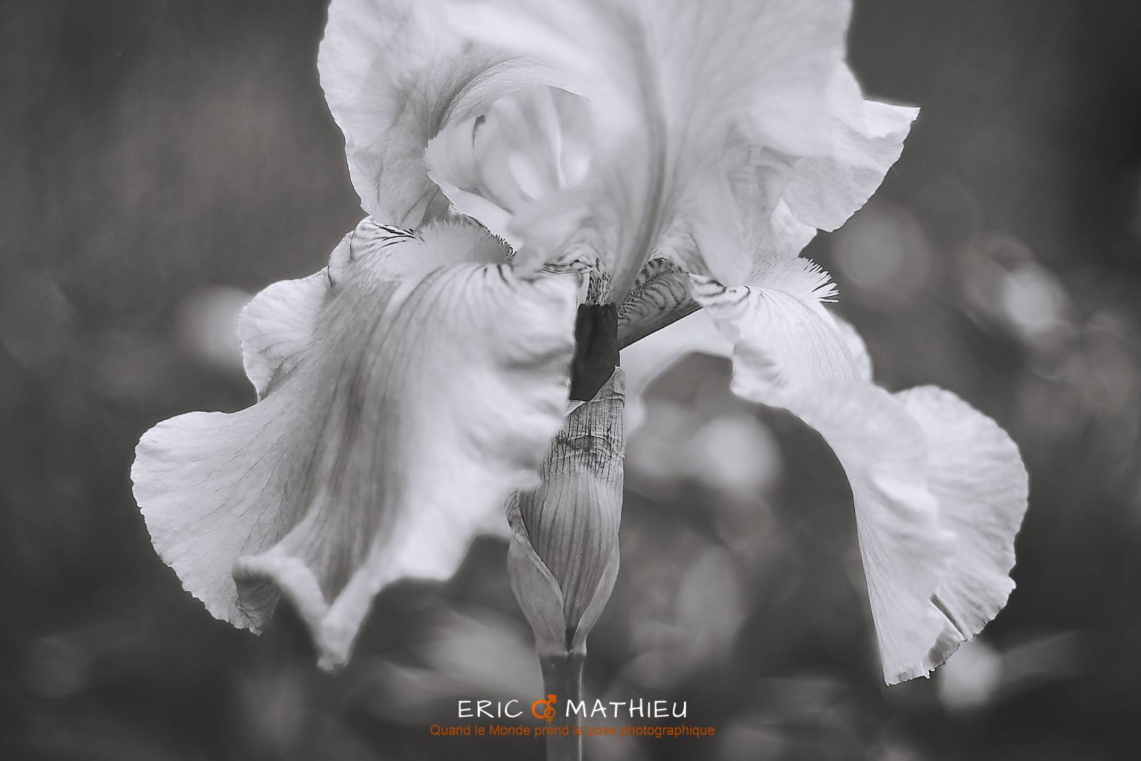 🌬 Jardin... - Nature en pose, Eric Mathieu Photographie