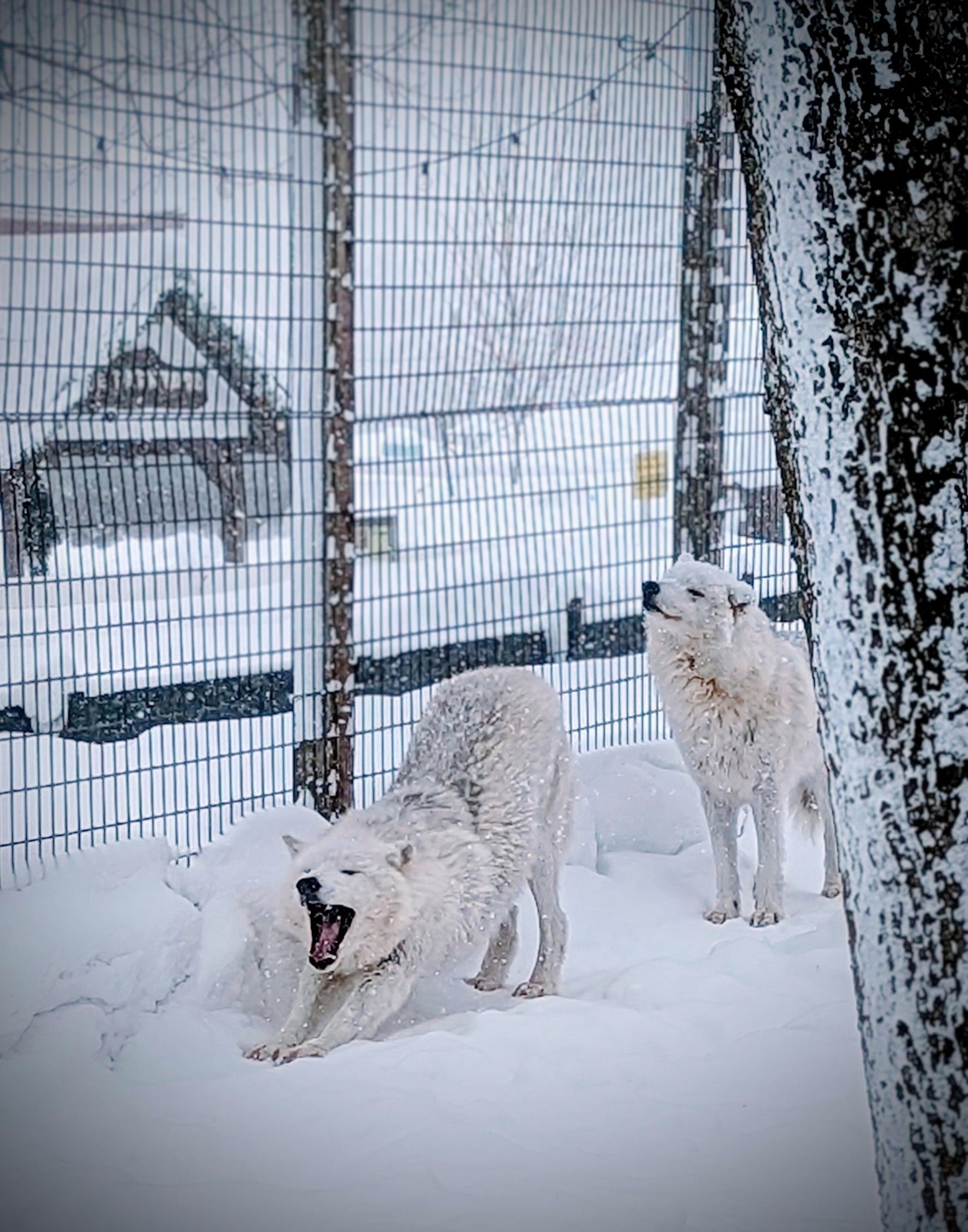 Fort Rickey Discovery Zoo | Rome NY