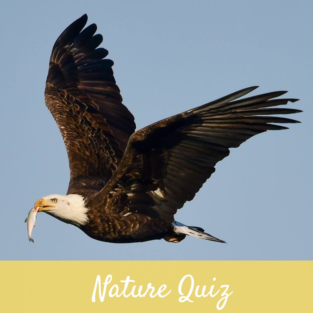 Prairie - This large bird of prey was photographed by our Board Member ...
