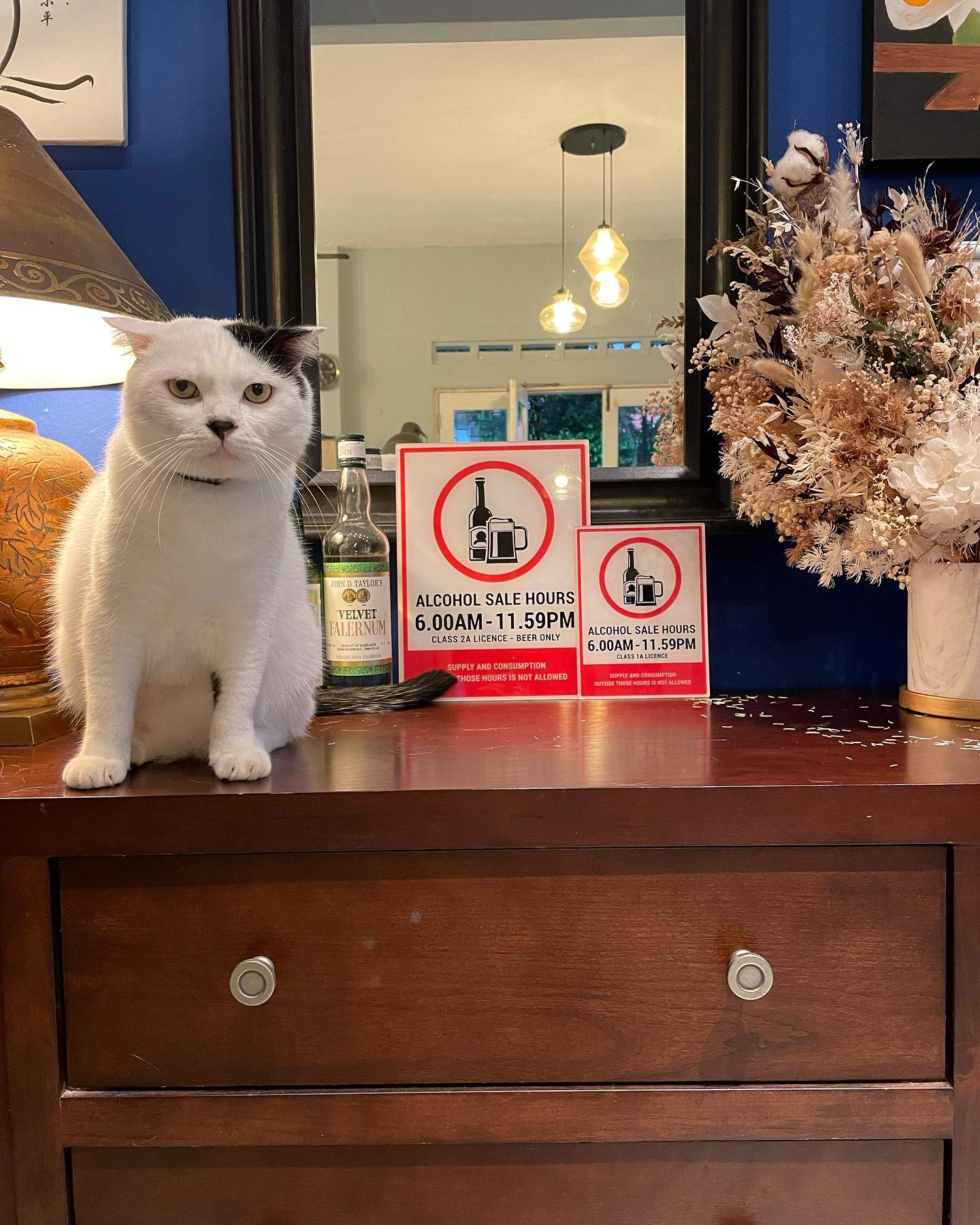 Maneki Signage - This is Bartholomeow, the sidekick of our...