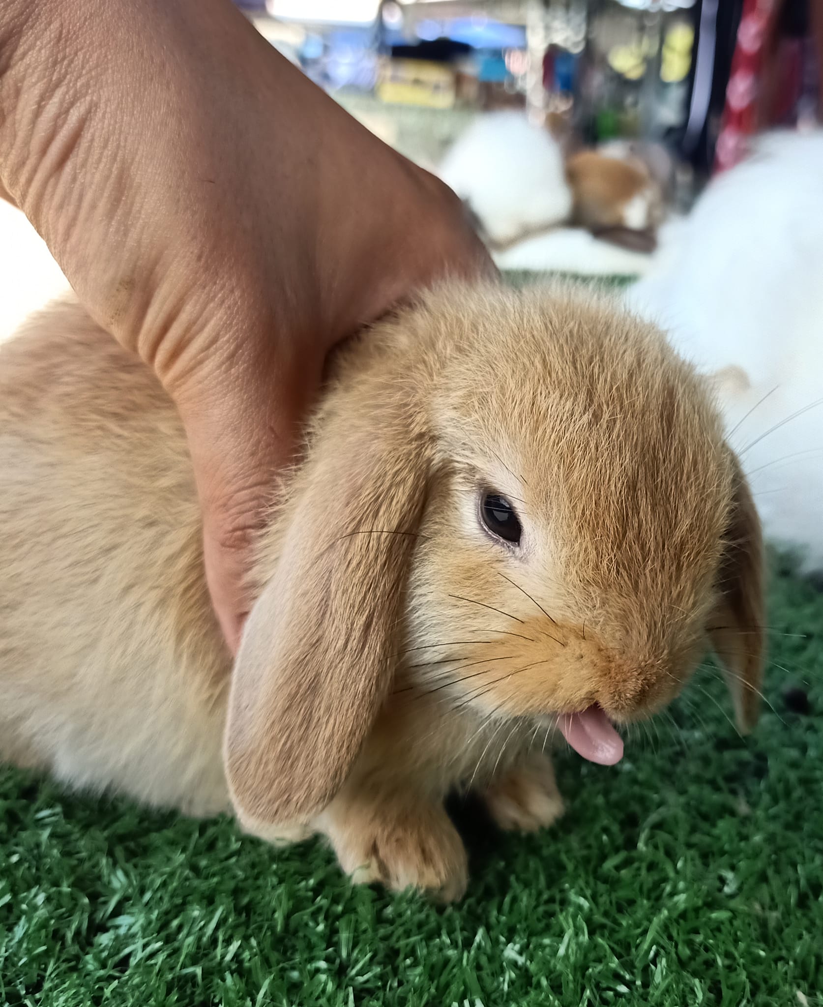 Raintown Rabbitry | Taiping