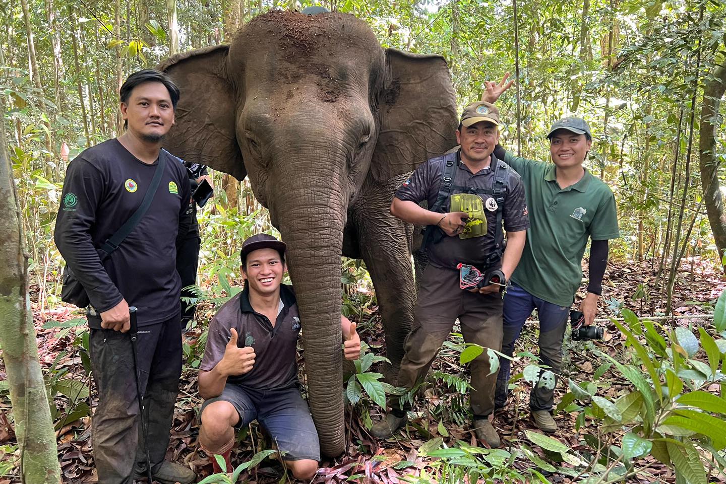 Community Elephant Ranger Team Telupid | Telupid