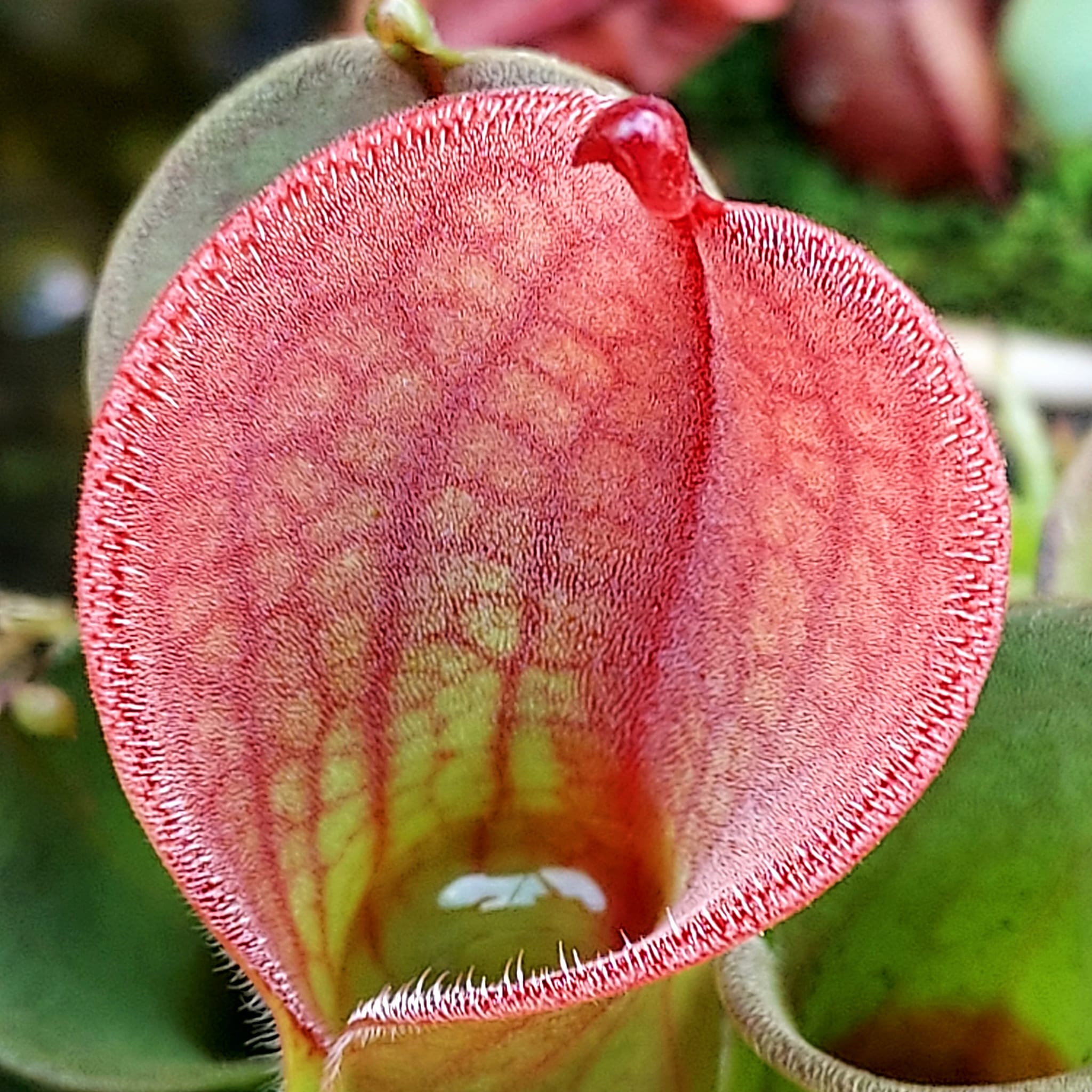 Heliamphora macdonaldae it's so perfect it almost doesn't look real.