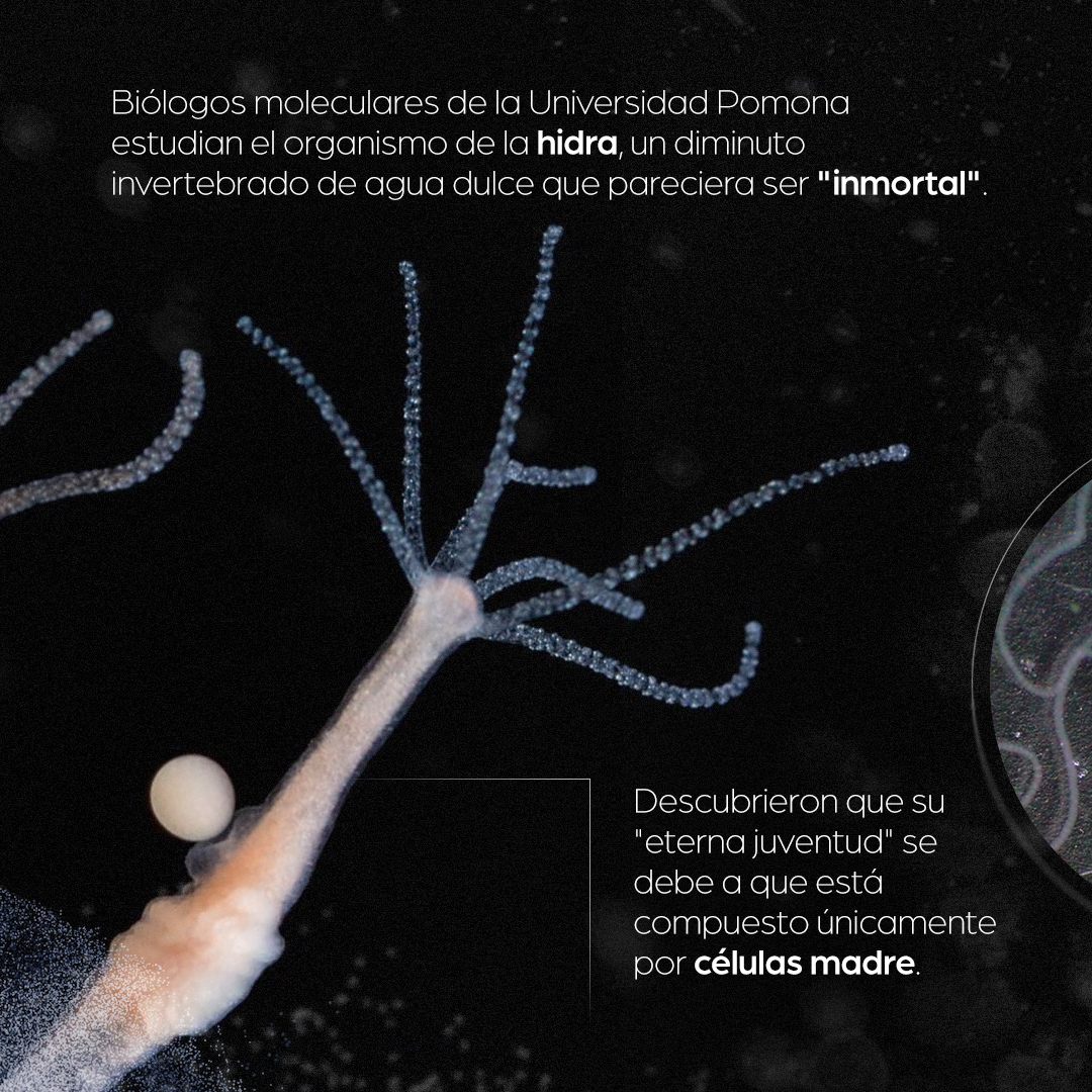 ¿Sabías que existe una especie del... - Medae life science | Facebook