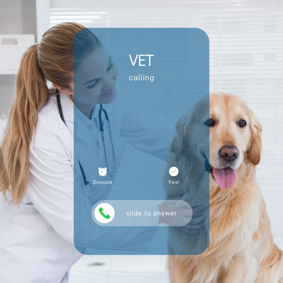 Petcard-Veterinary Financing