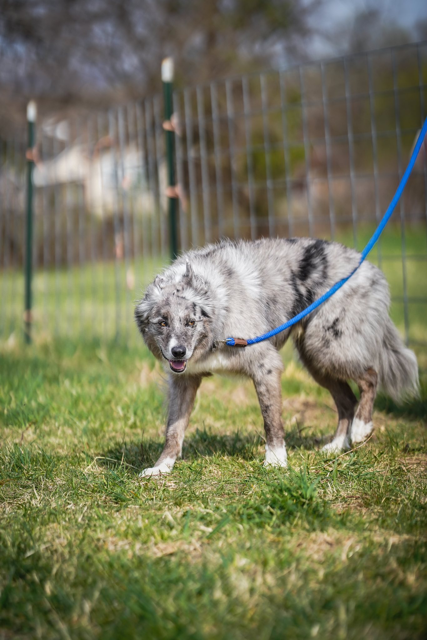 Raspberry Ridge Sheep Farm and the ATBA | Bangor PA