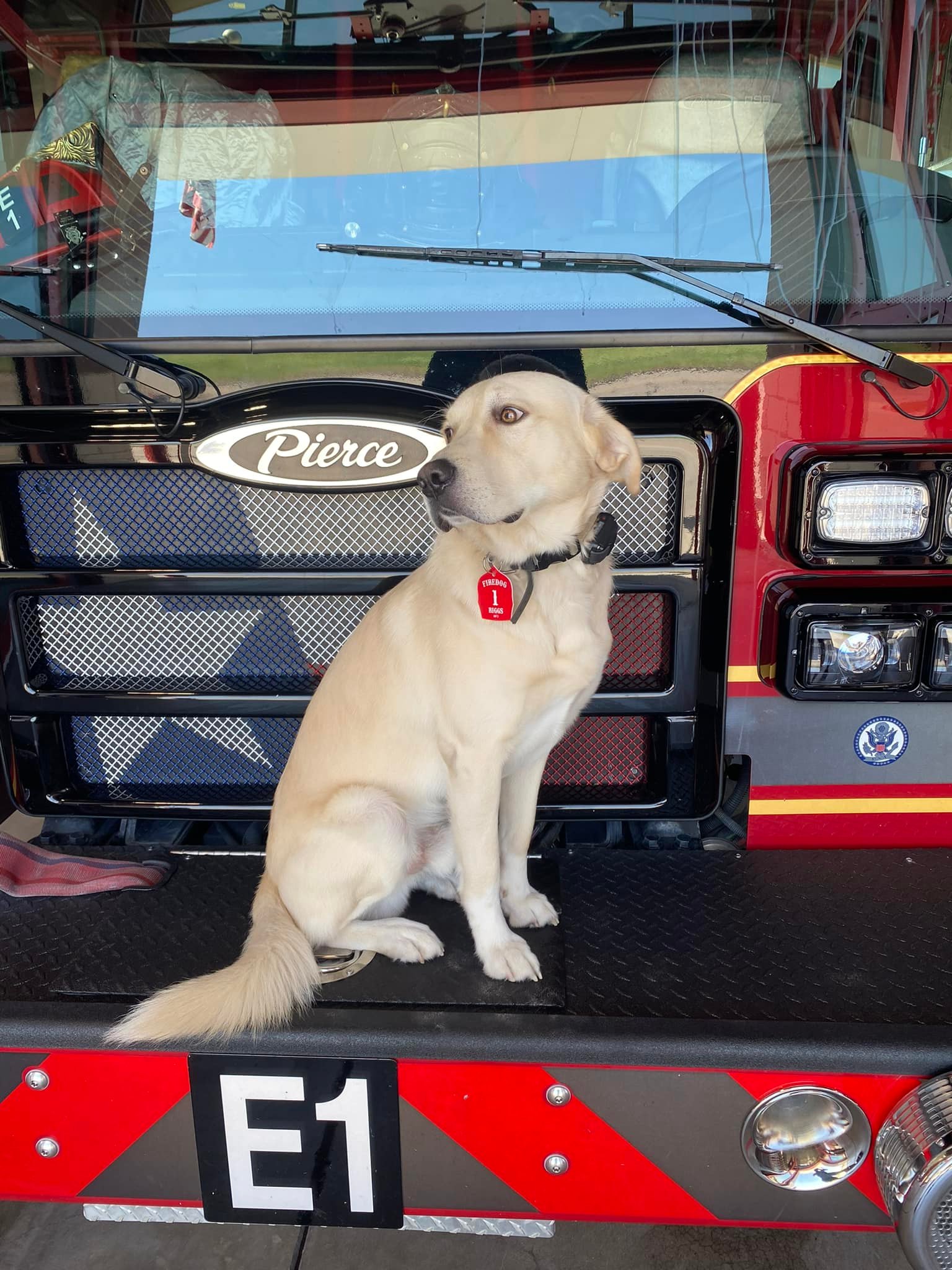Our fire dog Riggs had a busy... - Midlothian Fire Department | Facebook