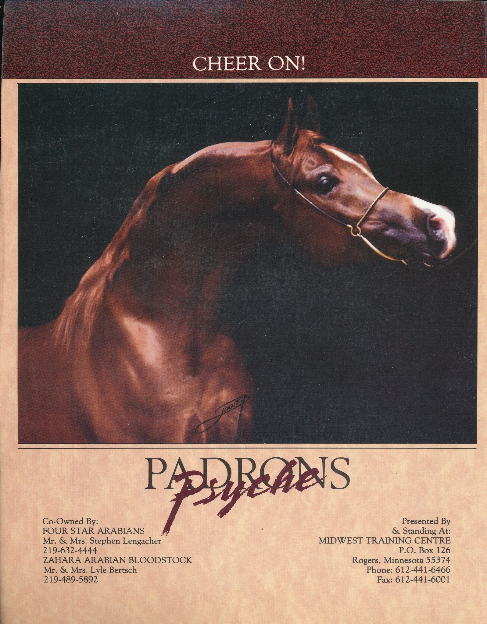 Padrons Psyche 1988 stallion exported to Belgium 2009