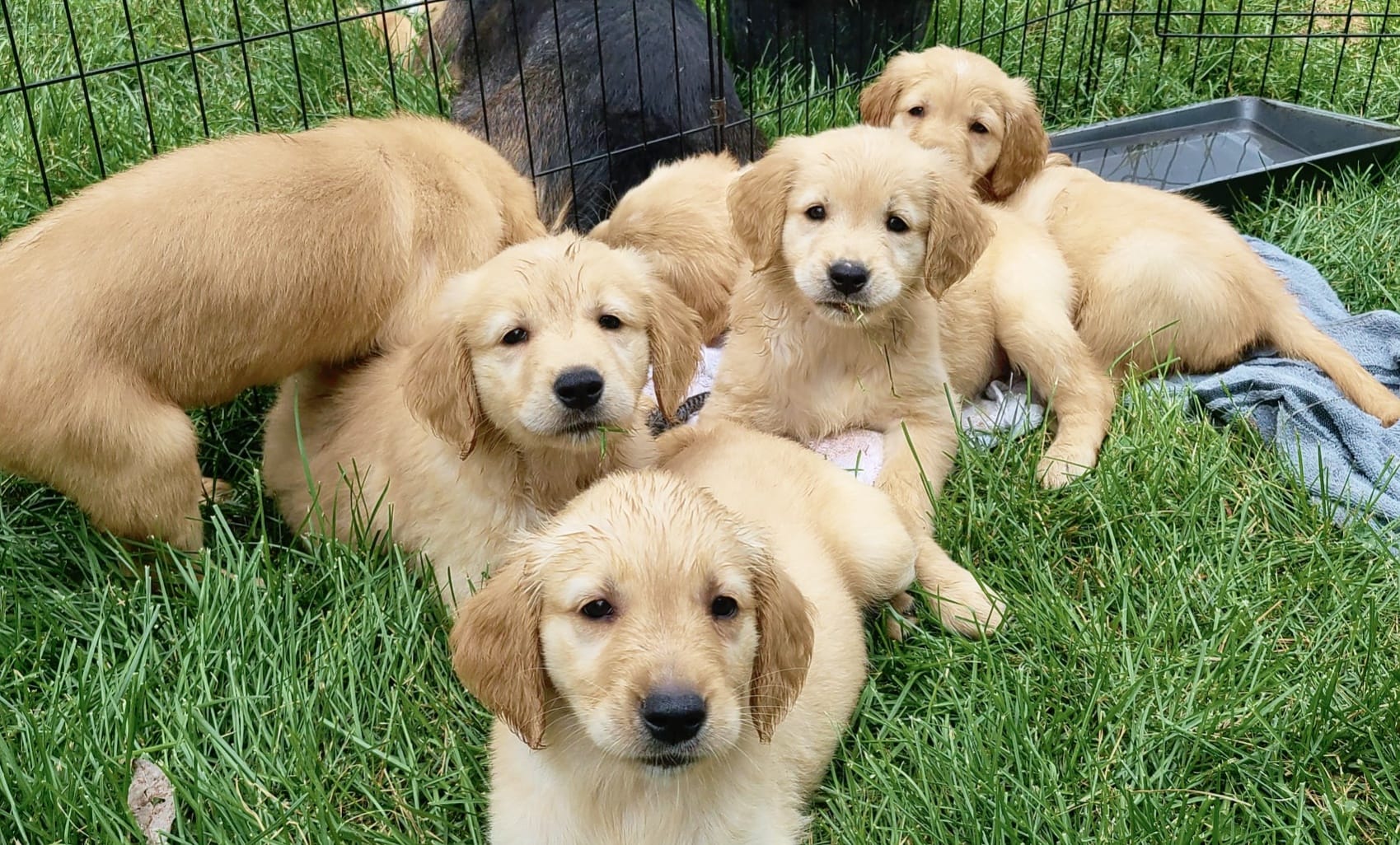These beautiful... - Golden Ridge Puppies located in NE Iowa