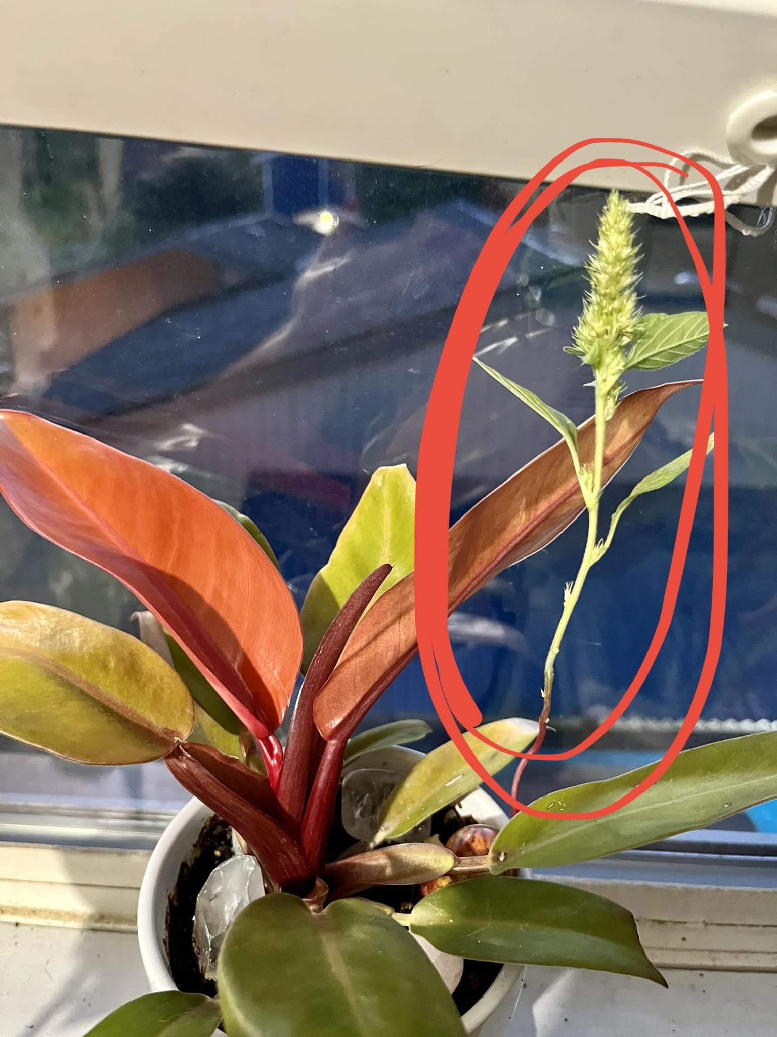 tomfrkw30 Fuzz Plant TA.effects What are yellow fuzzy growths on