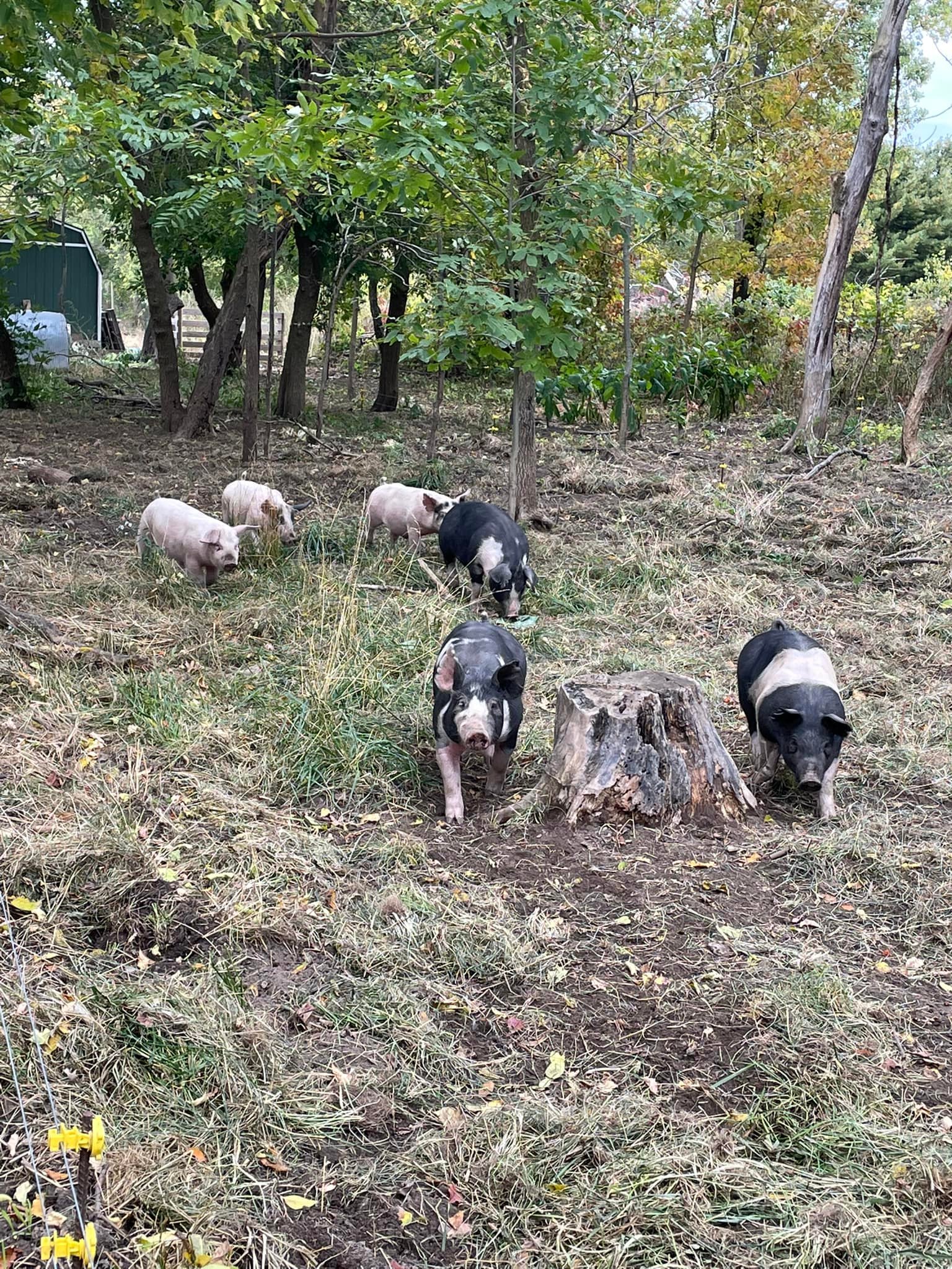 Sutton Ranch MI