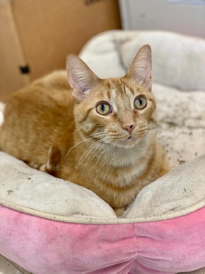 Humane Indiana - ADOPTABLE SENIOR 🐈 ALERT! Re-Introducing... | Facebook