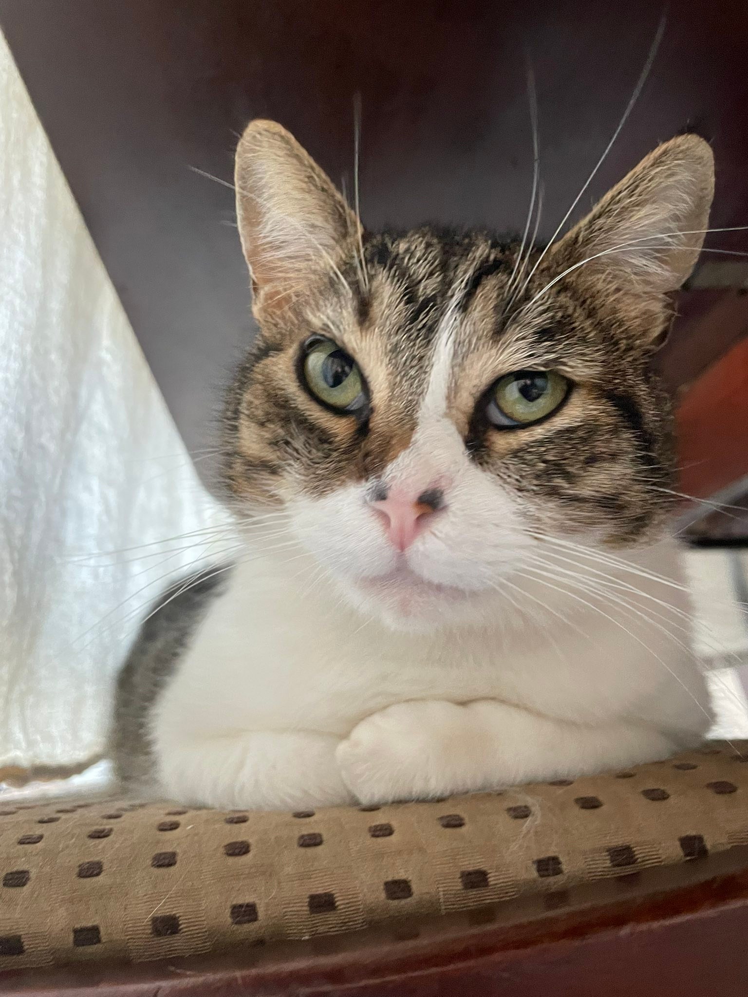 McJenkin Pet Sitting | Tuscaloosa AL