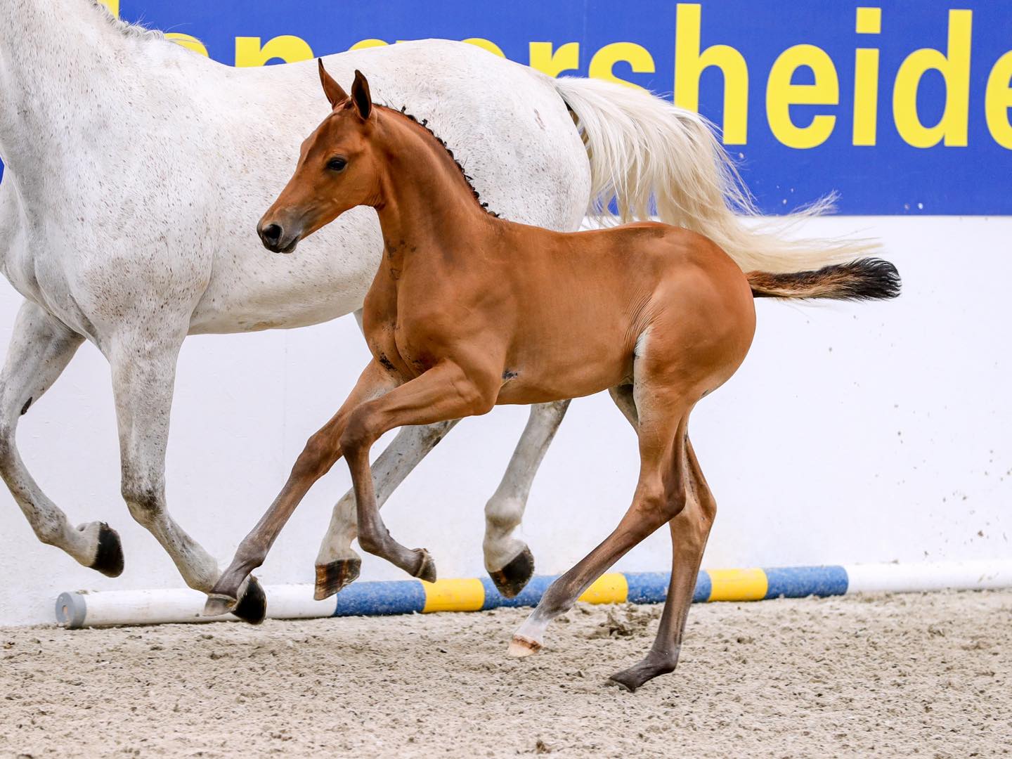 Today, for the fillies group C, there was an entire podium with