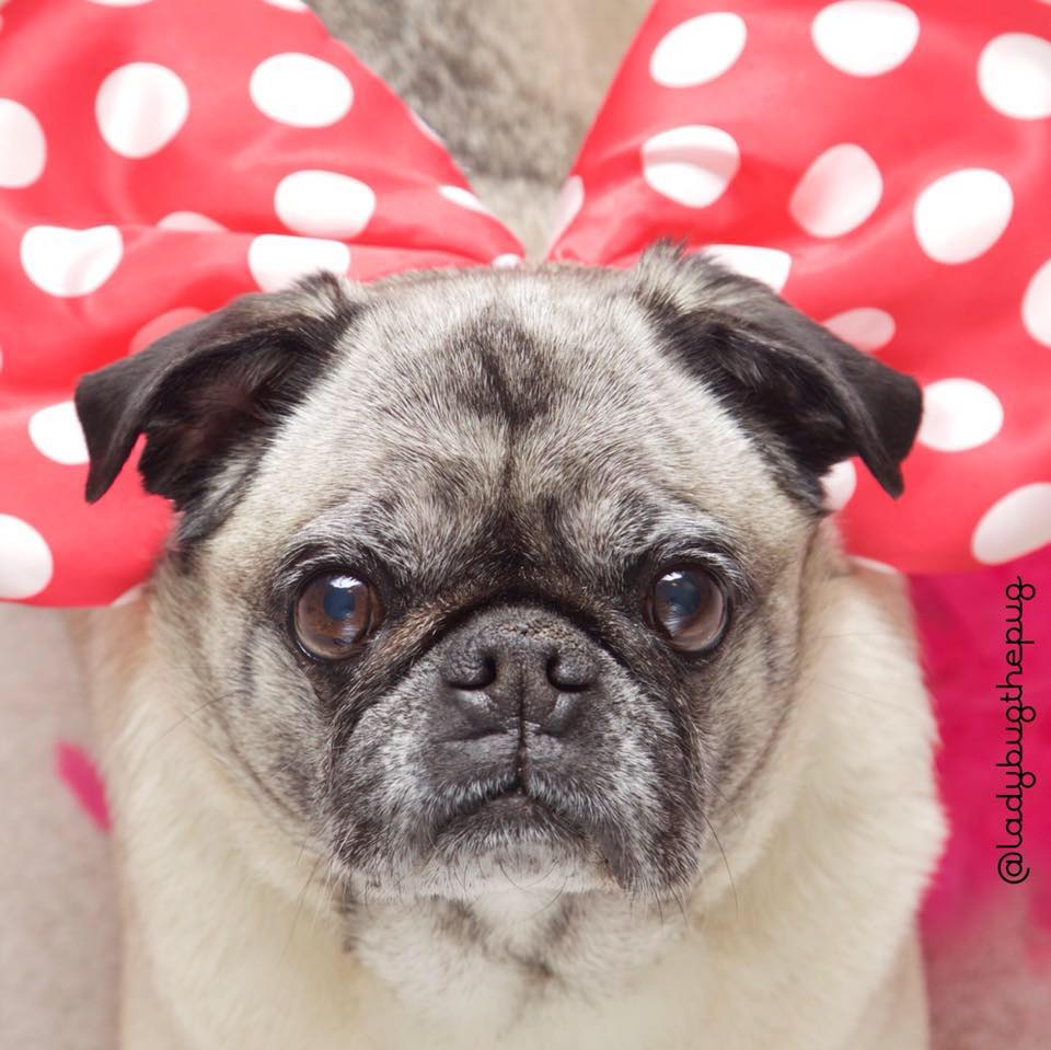 LadyBug the Pug