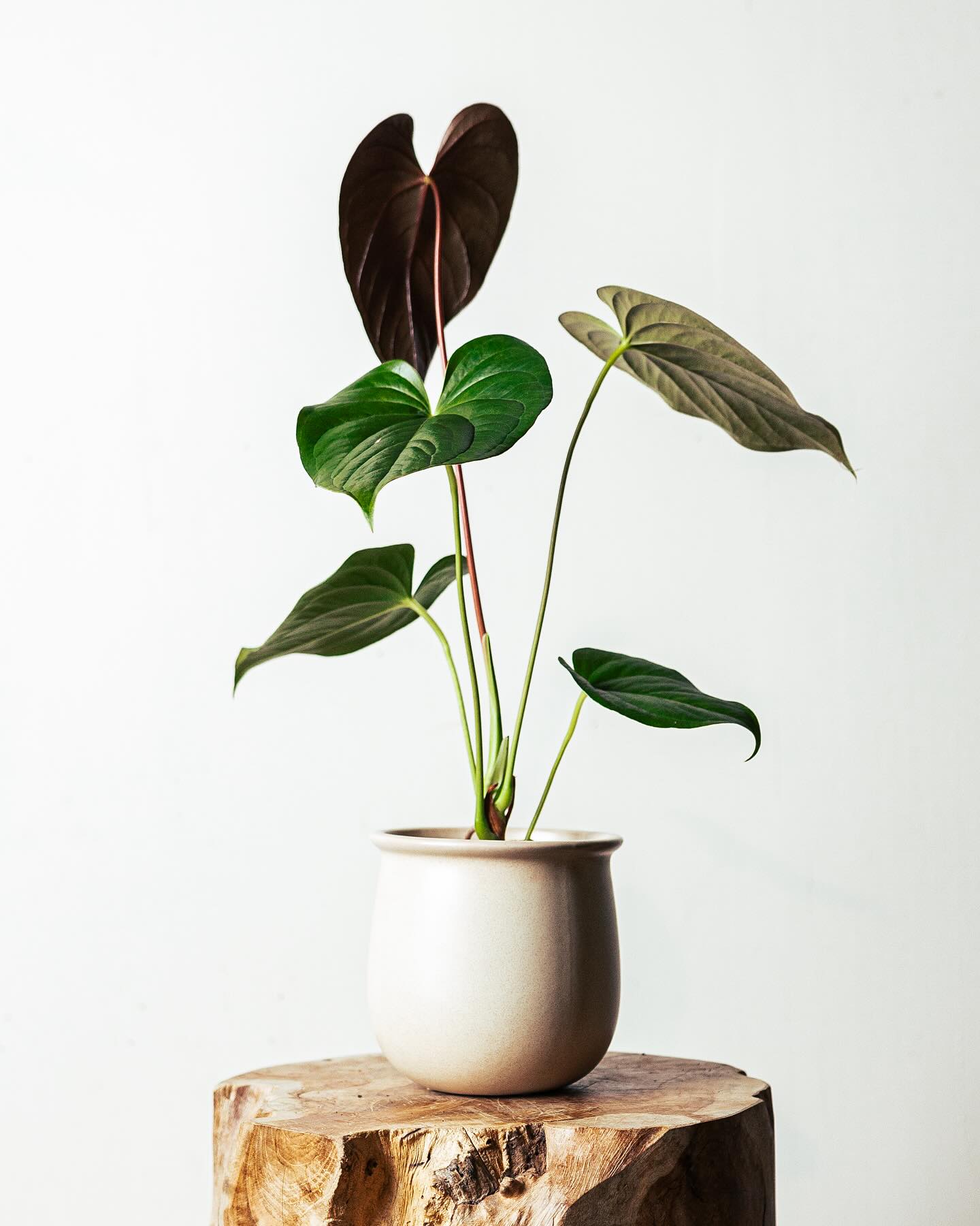 アンスリウム・ロムズレッド Anthurium Chamberlanianum 