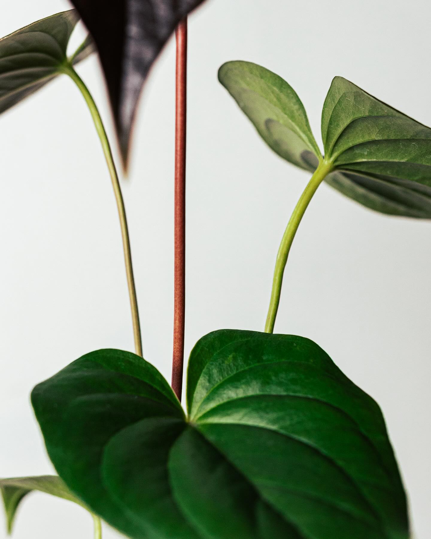 アンスリウム・ロムズレッド Anthurium Chamberlanianum 