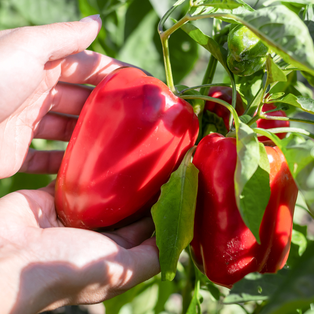 GradinaMax BG - 😱 🌶️ Това са чушки! Сладко, месесто,...