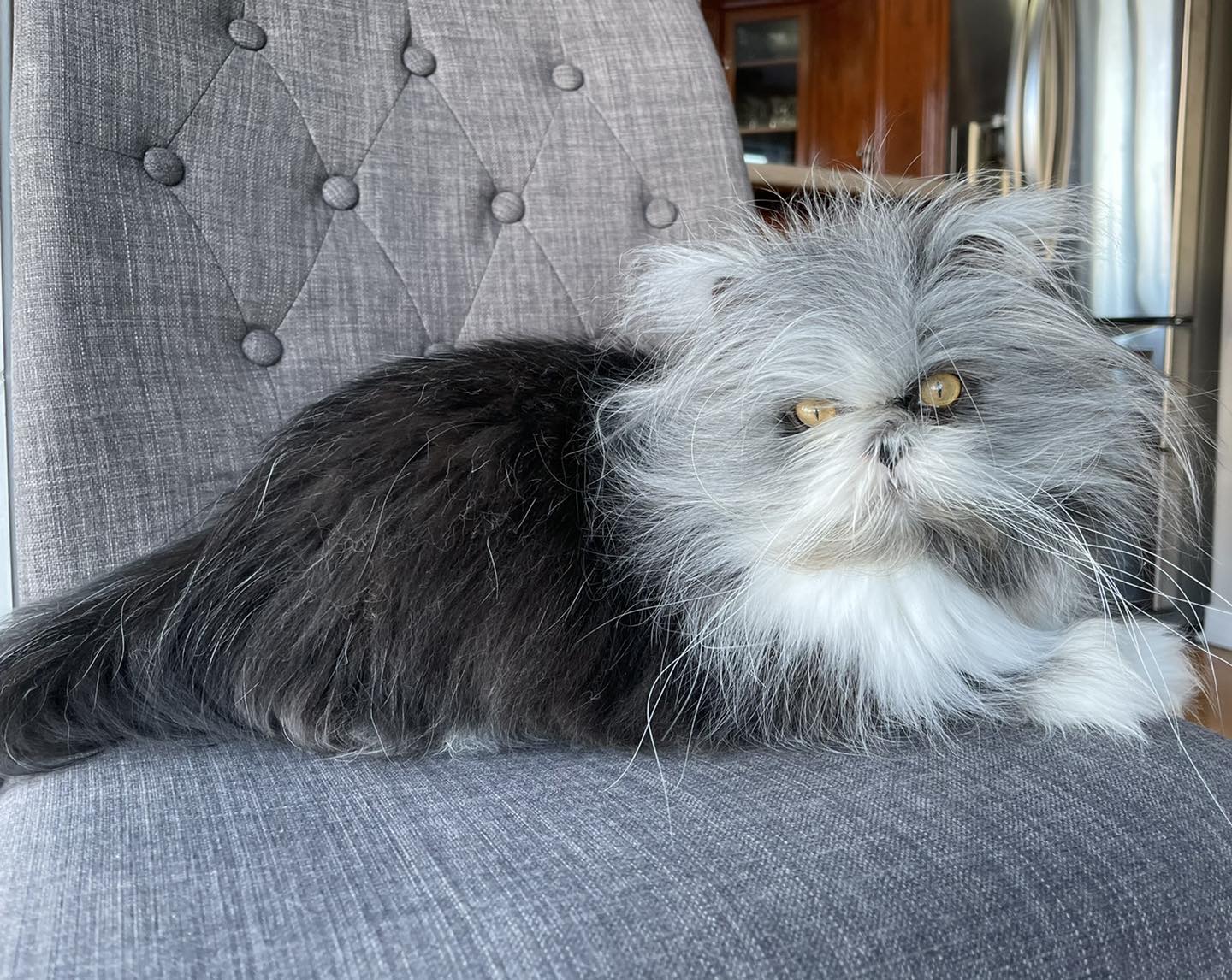 Atchoum The Cat Facebook