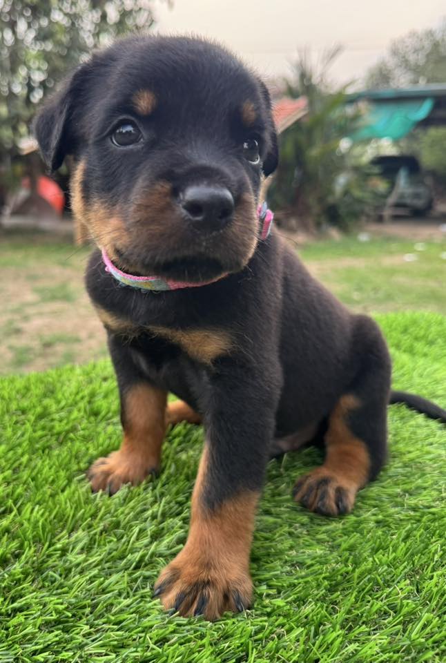 CHOPPER ROTTWEILER