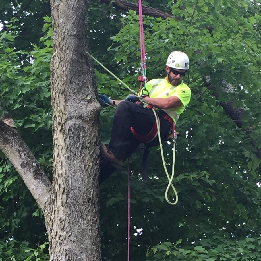 Timber Tech Professional Tree Care | Keedysville MD