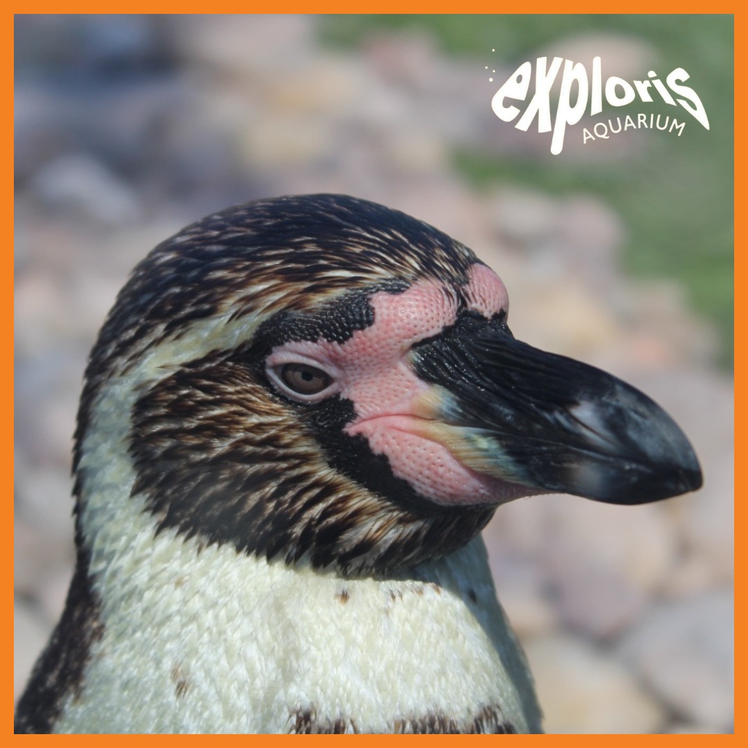 Did you know our gang of Humboldt... - Exploris Aquarium | Facebook