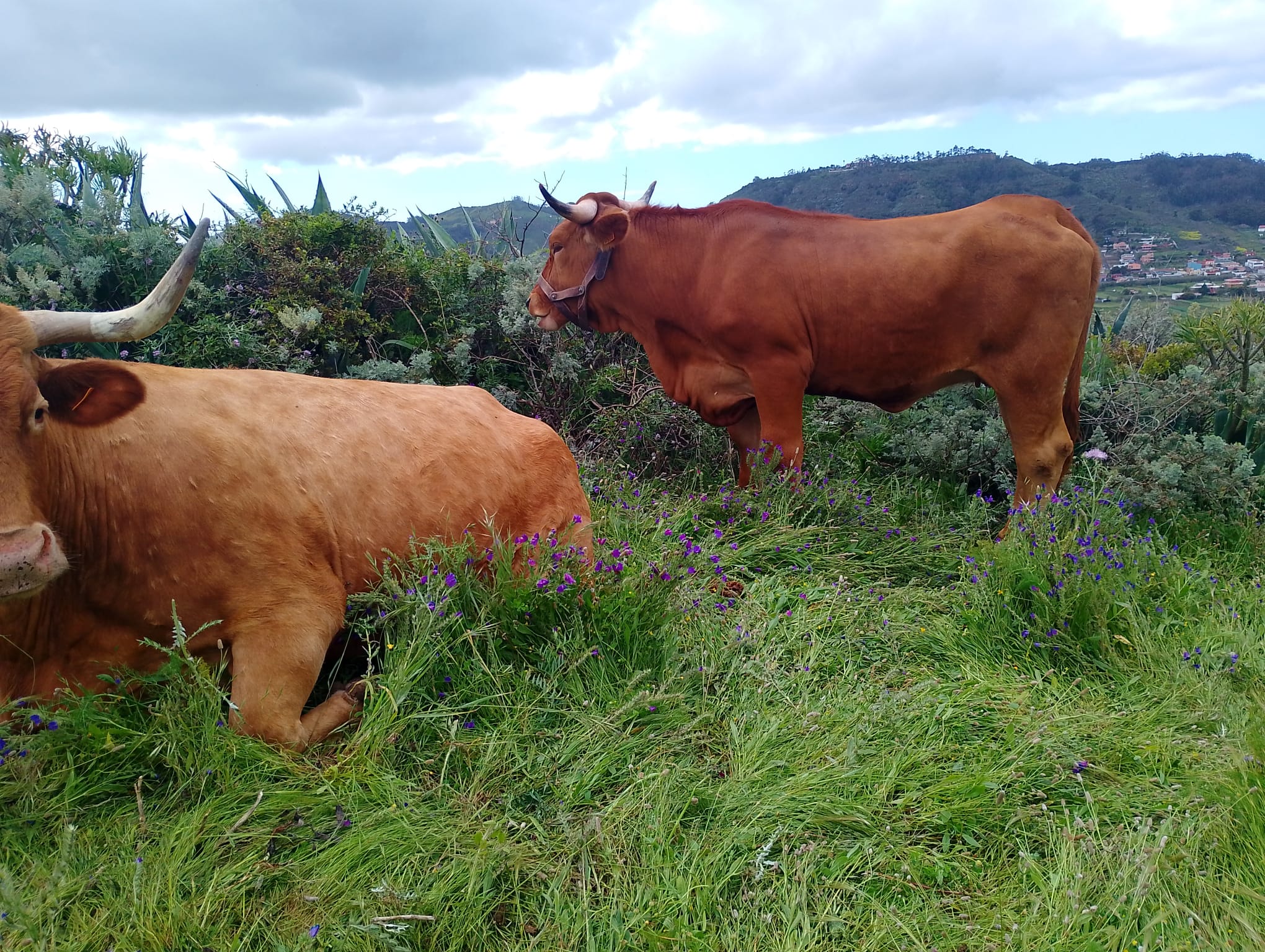 Raza Bovina Canaria