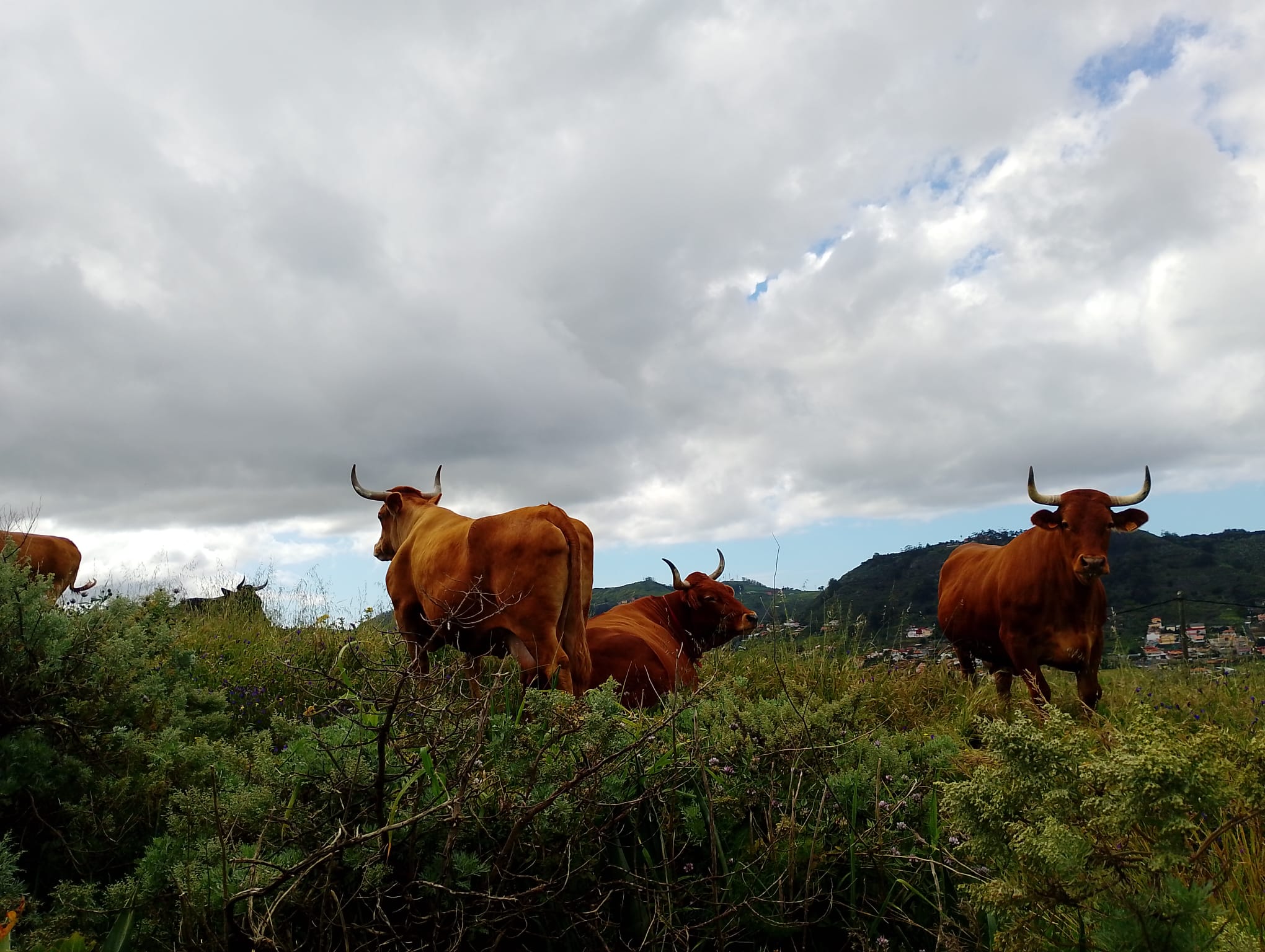 Raza Bovina Canaria