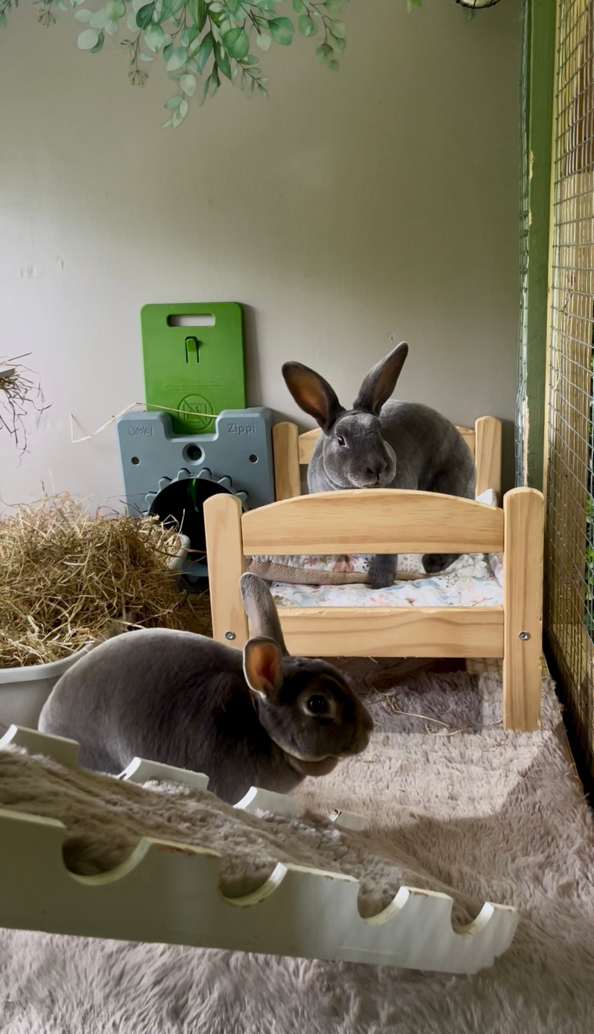 Ballinderry Boarding Small Animal Retreat | Lower Ballinderry