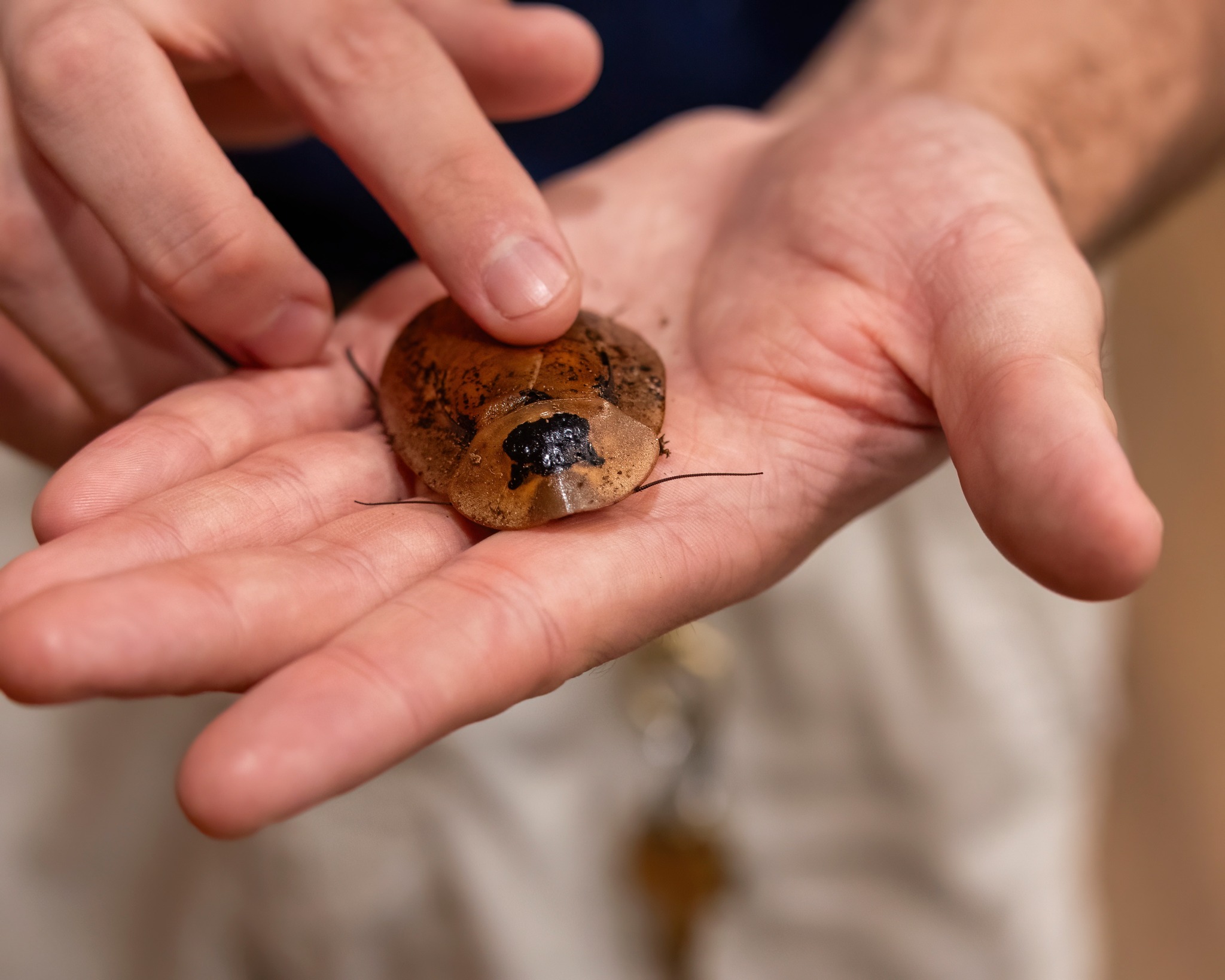 How the Peppered Cockroach... - Connecticut's Beardsley Zoo