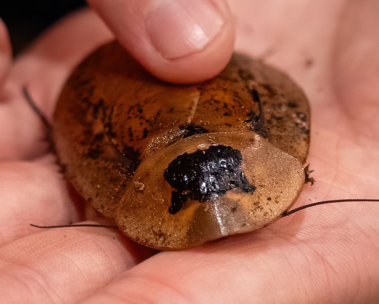 How the Peppered Cockroach... - Connecticut's Beardsley Zoo