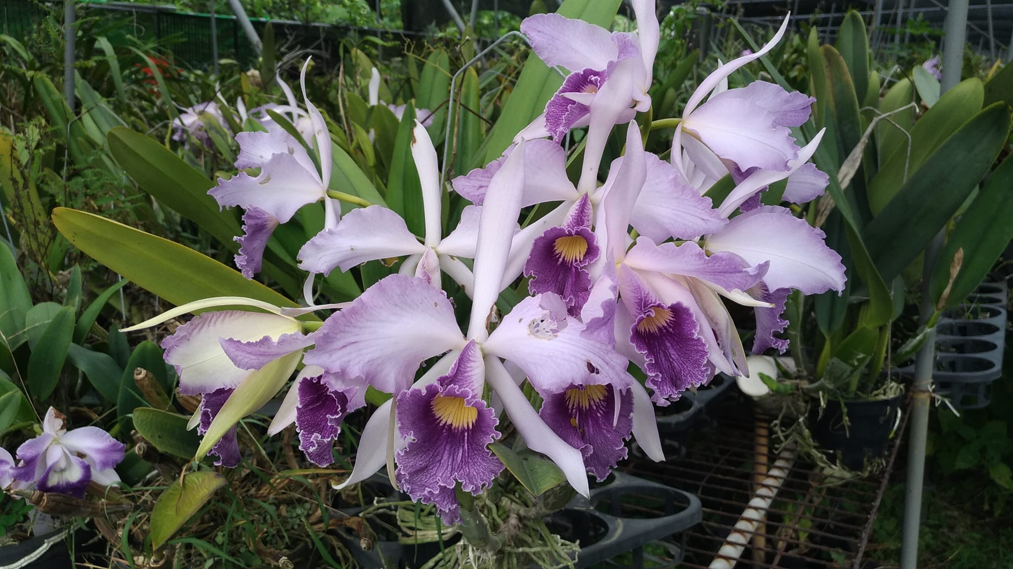 Lc. Canhamiana 'Azure Skies' orchid blooms with 8 open flowers