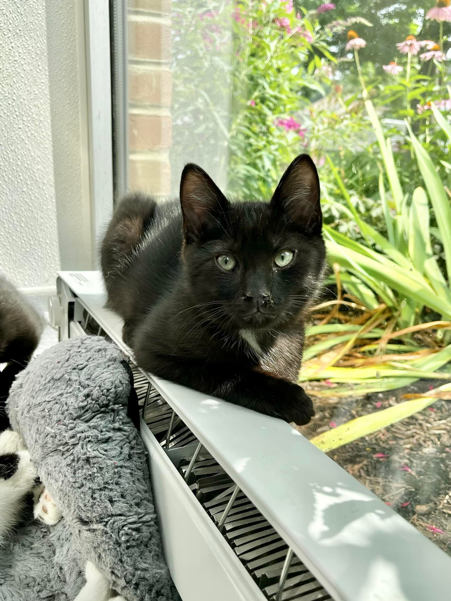 Meet Raven, Rambo,... - Animal Protectors of Allegheny Valley