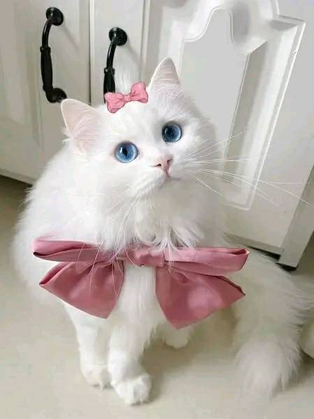 Tim Tim Cat