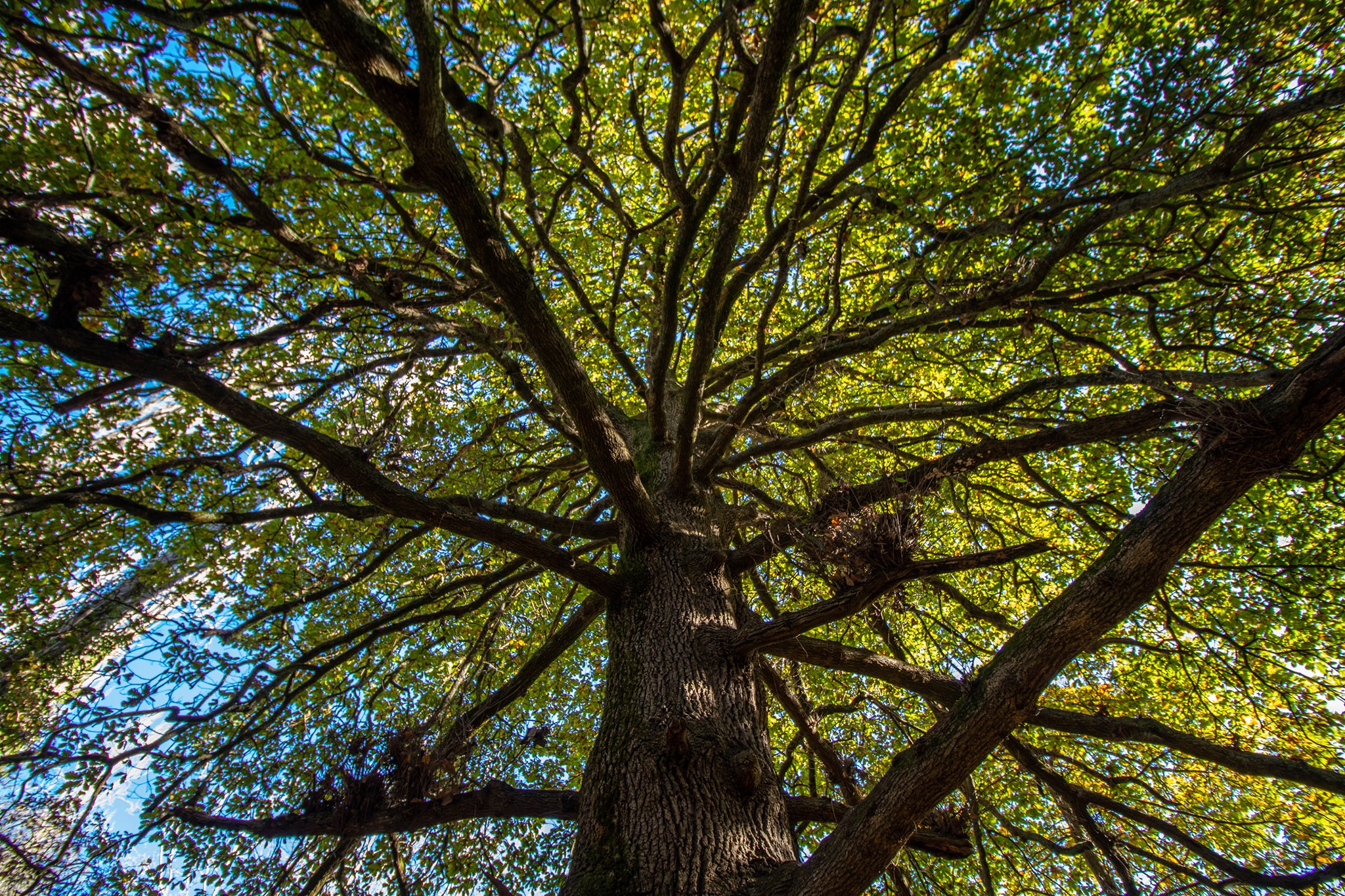 20 Metre Trees - 🌳Here is the official ranking of all metropolitan ...