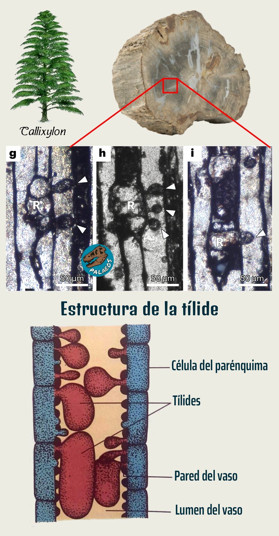 #PaleodatosDiarios día 119: La... - Roberto Díaz Sibaja | Facebook