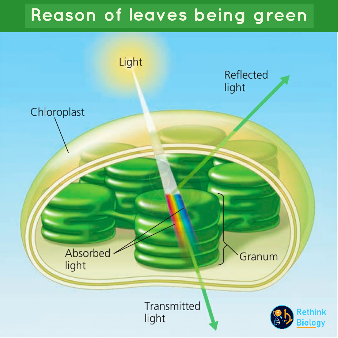 Rethink Biology - 🌿🍀𝗪𝗵𝘆 𝗹𝗲𝗮𝘃𝗲𝘀 𝗮𝗿𝗲 𝗴𝗿𝗲𝗲𝗻⁉️ interaction of... | Facebook