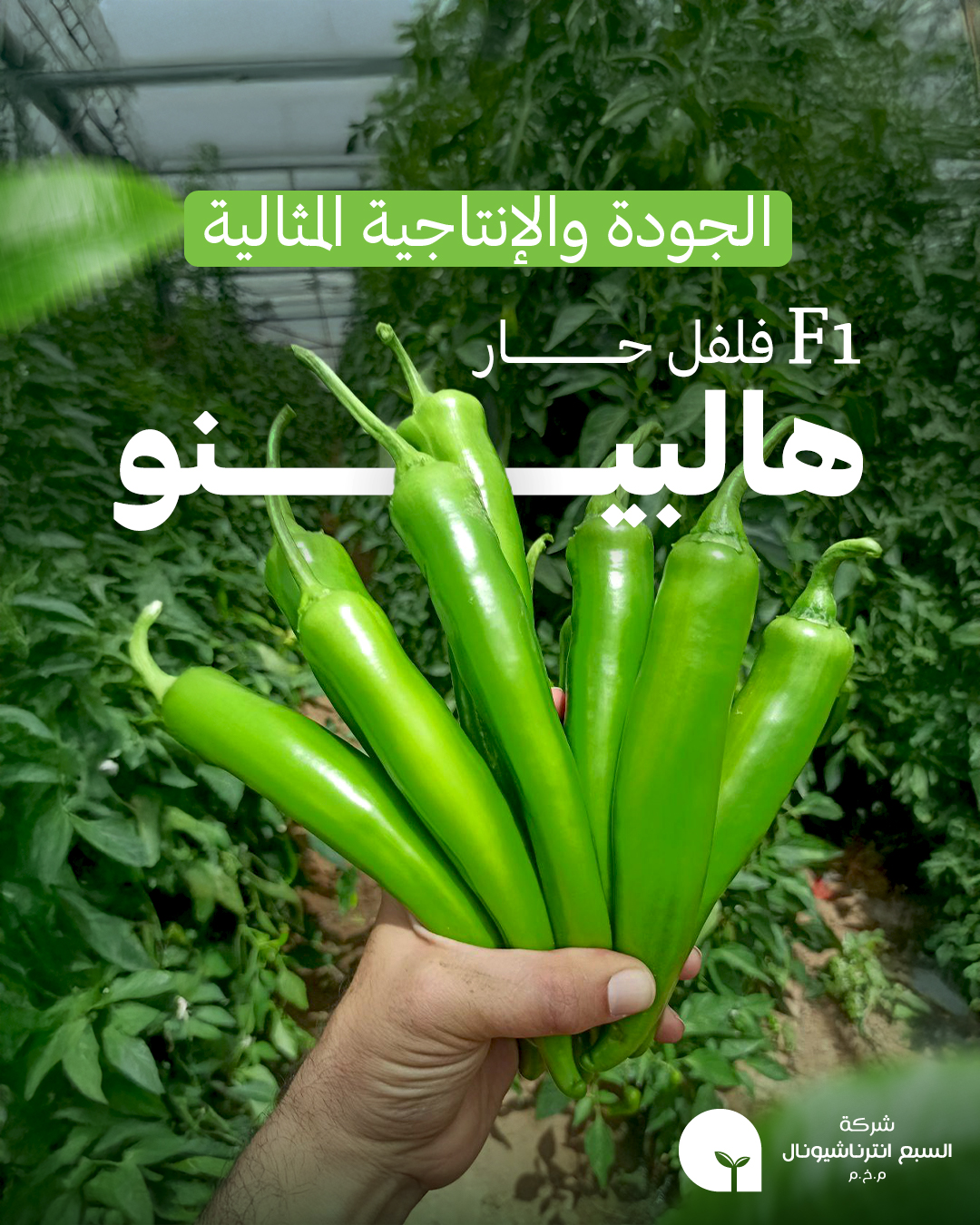 Agricare شركة السبع انترناشيونال - 🌶️ فلفل حار هالبينو F1 - الجودة ...