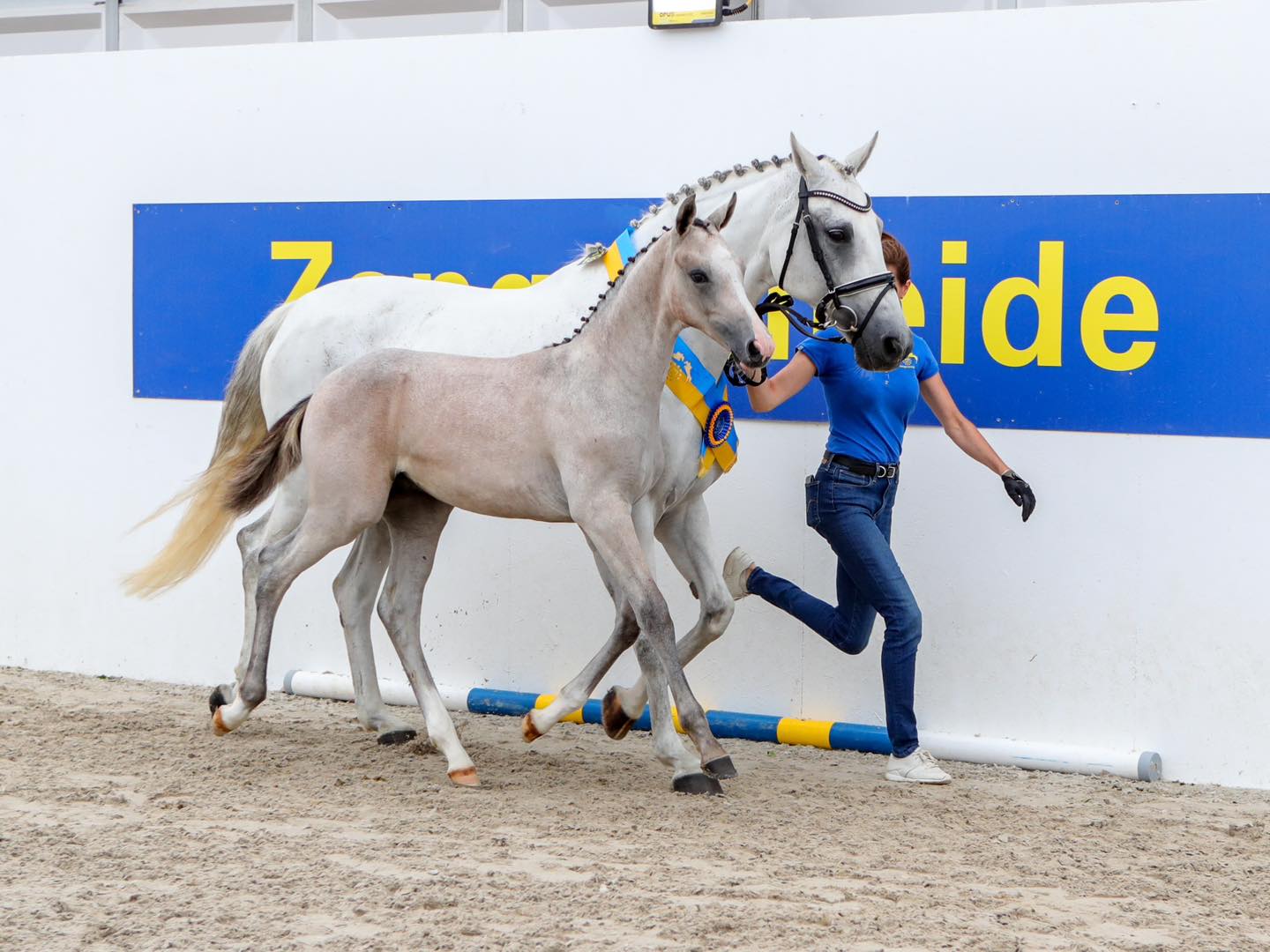 Today, for the fillies group C, there was an entire podium with