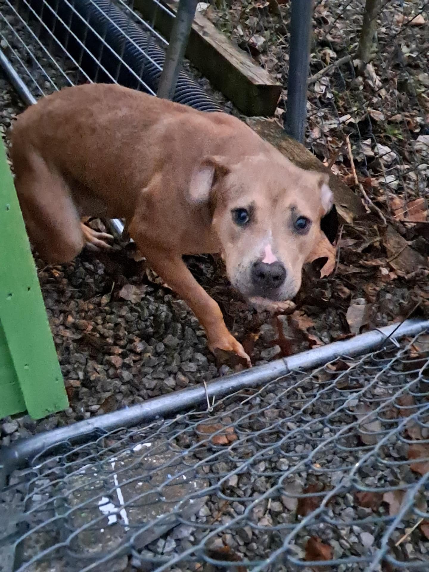 Lost and Found Pets of Central Kentucky
