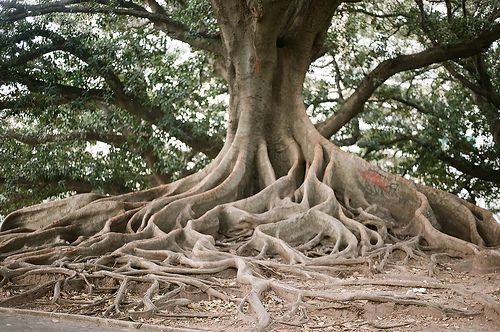 الجذور الهوائية للأشجار Aerial Roots Agricultural Arts فيسبوك