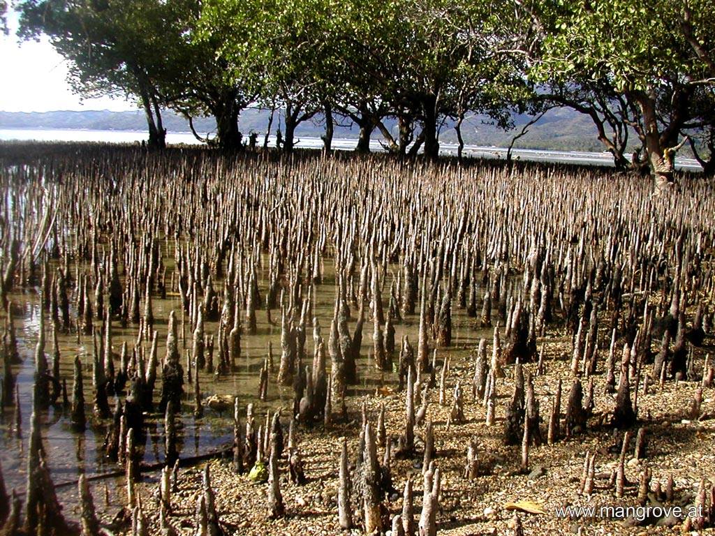 الجذور الهوائية للأشجار Aerial Roots Agricultural Arts فيسبوك