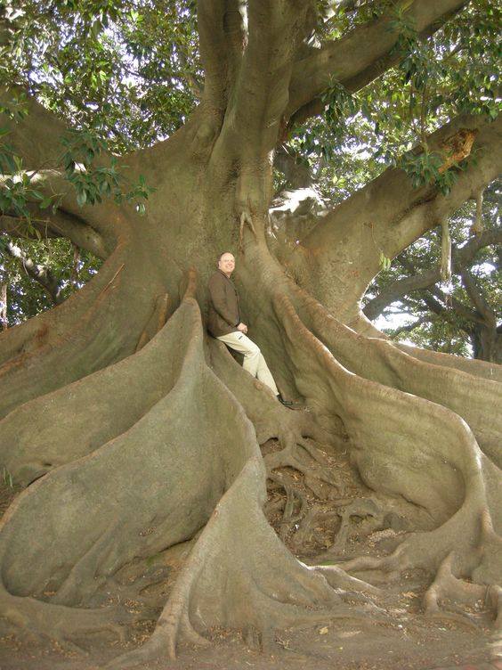 الجذور الهوائية للأشجار Aerial Roots Agricultural Arts فيسبوك