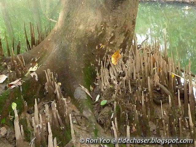 الجذور الهوائية للأشجار Aerial Roots Agricultural Arts فيسبوك