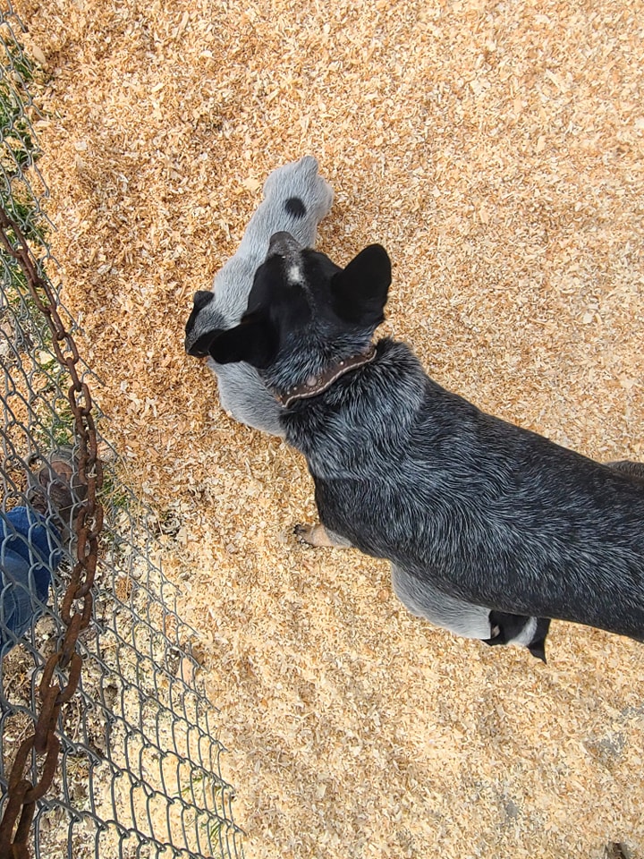 Wilhelm Ranch Dogs