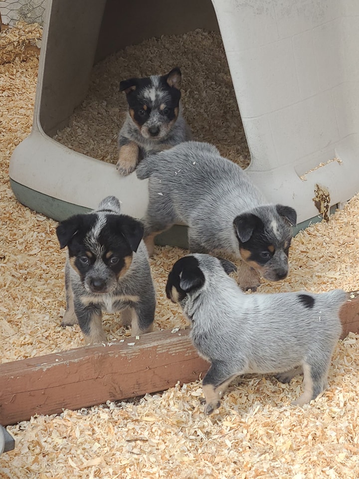 Wilhelm Ranch Dogs