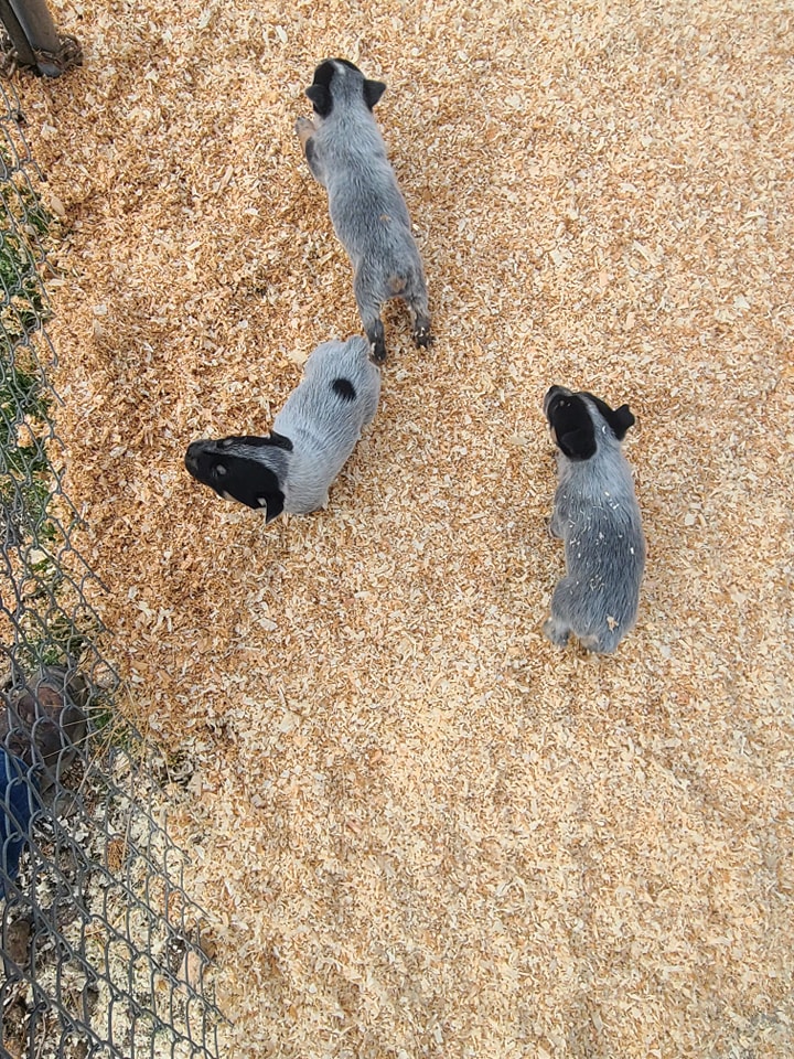 Wilhelm Ranch Dogs