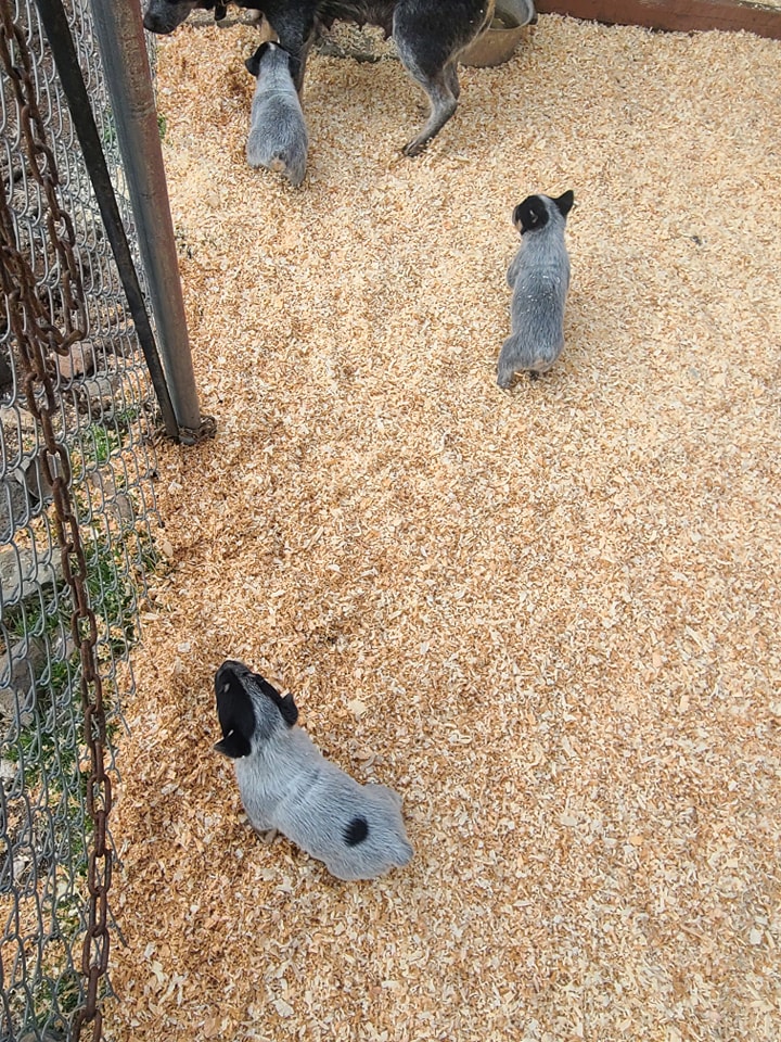 Wilhelm Ranch Dogs