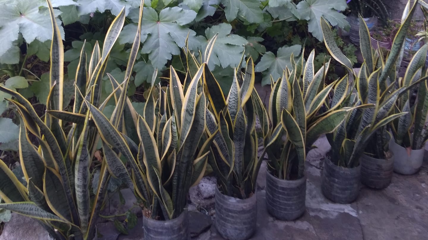Daday snake plants